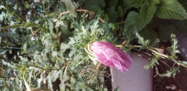 Identificação da planta Onagra por foto