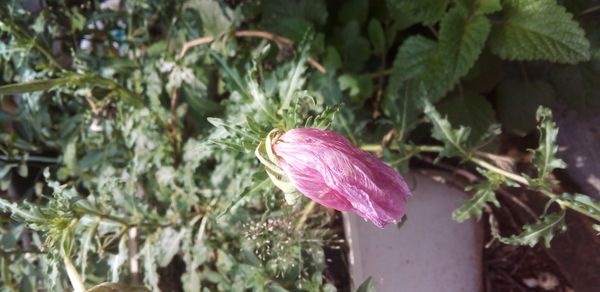 Identificação da planta Onagra por foto