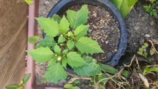 Identificação da planta Camapu por foto