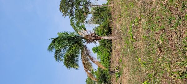 Identificação da planta Inajá por foto