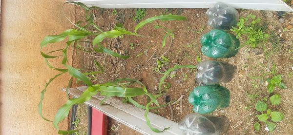 Identificação da planta Milho por foto