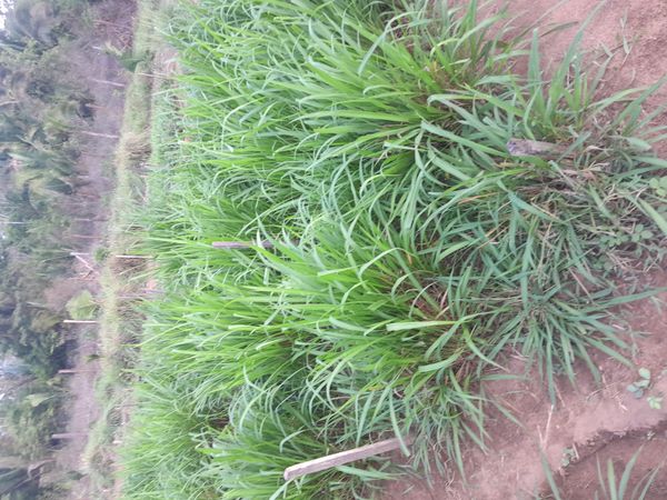 Identificação da planta Capim Mombaça por foto