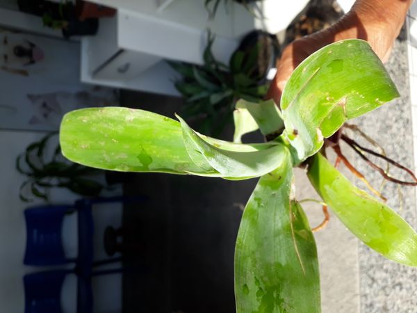 Identificação da planta Gravatá-do-mato por foto