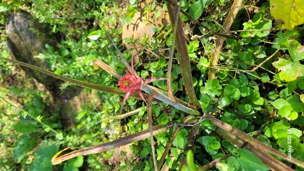 Identificação da planta Abacaxi por foto