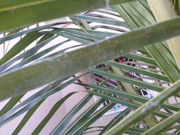 Identificação da planta Palmeira por foto