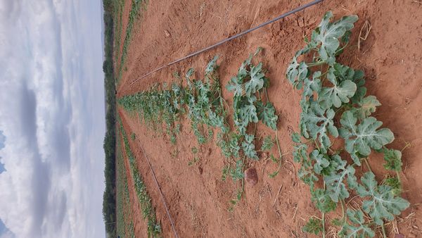 Identificação da planta Melancia por foto