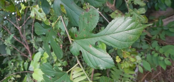 Identificação da planta Amora por foto