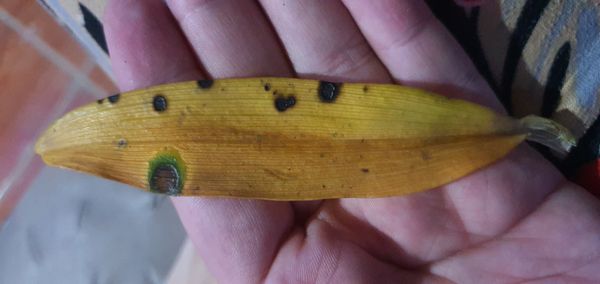Identificação da planta Pinheirinho-d'água por foto