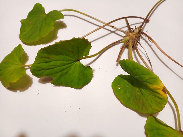 Identificação da planta Centella por foto
