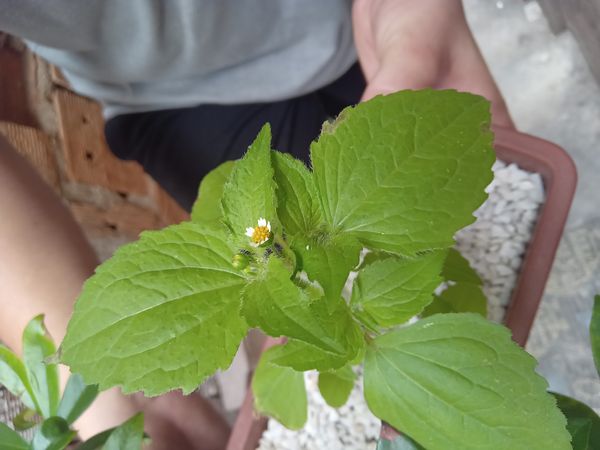 Identificação da planta Picão-branco por foto