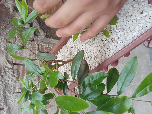Identificação da planta Cereja-do-rio-grande por foto