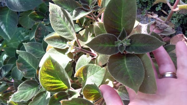 Identificação da planta Gloxínia por foto