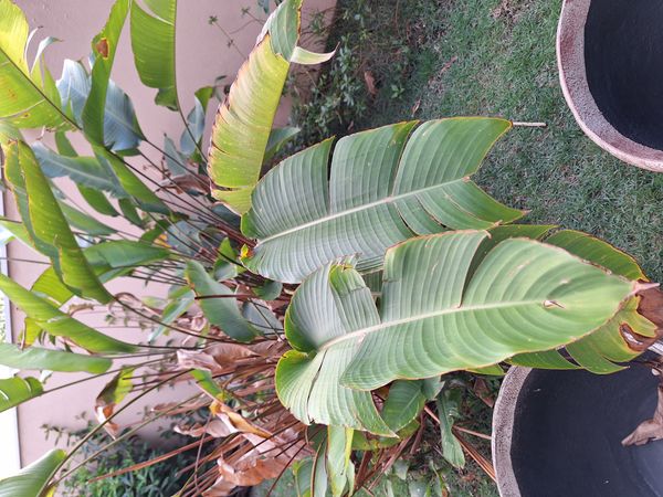 Identificação da planta Bananeira-de-jardim por foto