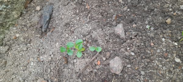 Identificação da planta Pepino por foto
