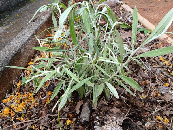 Identificação da planta Marcela por foto