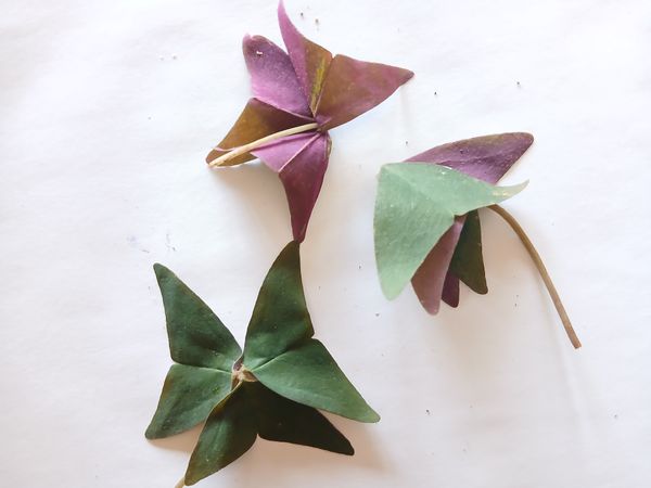 Identificação da planta Trevo negro por foto