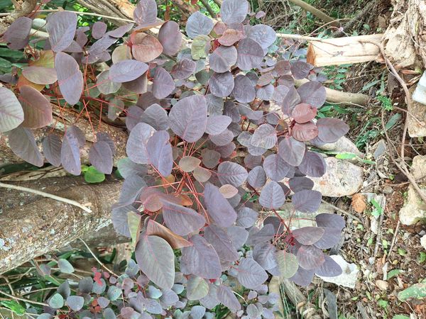 Identificação da planta Árvore-do-fogo por foto