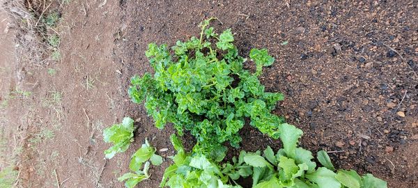 Identificação da planta Agrião por foto
