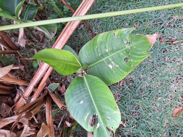 Identificação da planta Bananeira-de-jardim por foto