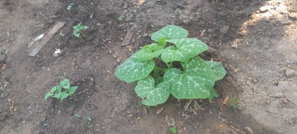 Identificação da planta Abóbora moranga por foto