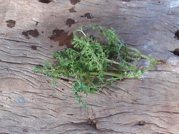 Identificação da planta Cabelo-de-anjo por foto