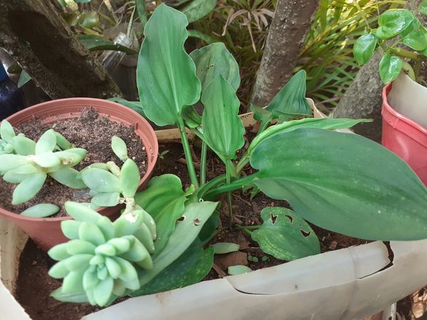 Identificação da planta Lírio do Amazonas por foto