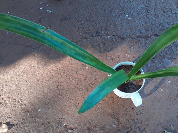 Identificação da planta Açucena por foto