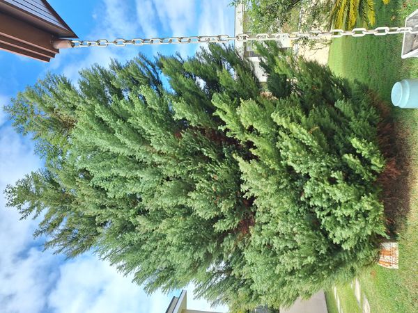 Identificação da planta Pinheiro-do-japão por foto