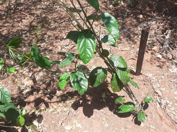 Identificação da planta Maracujá-Doce por foto