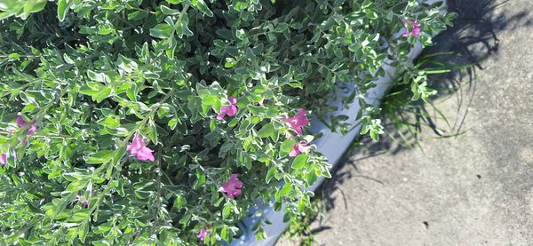 Identificação da planta Sálvia-do-Texas por foto