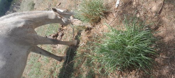 Identificação da planta Capim-buffel por foto