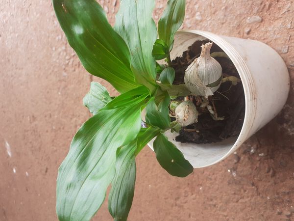 Identificação da planta Orquídea Cola-de-sapateiro por foto