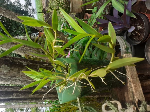 Identificação da planta Orquídea-rígida por foto