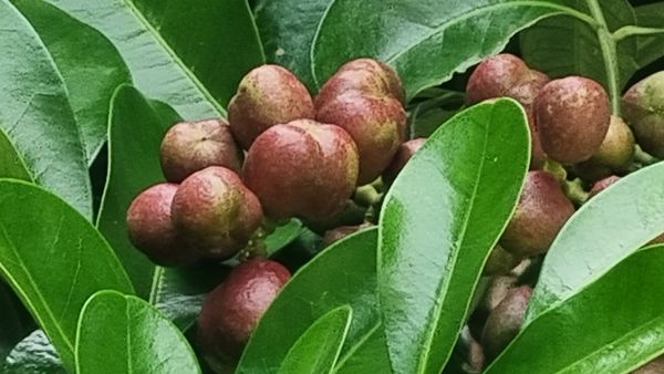 Identificação da planta Leiteiro por foto