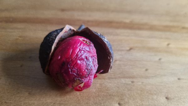 Identificação da planta Carvalho-vermelho por foto