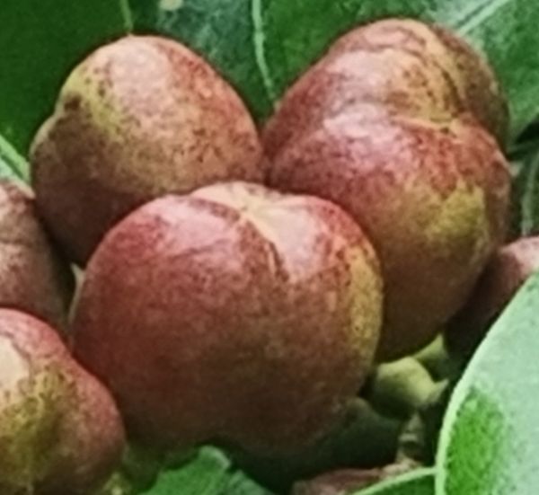 Identificação da planta Guarajuba por foto