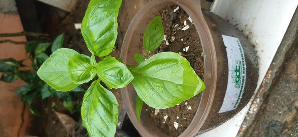 Identificação da planta Manjericão por foto