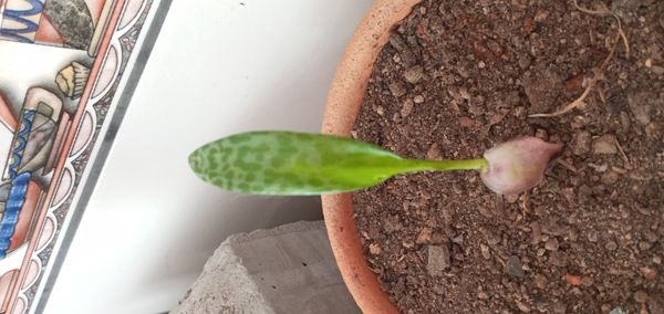 Identificação da planta Planta-pérola por foto