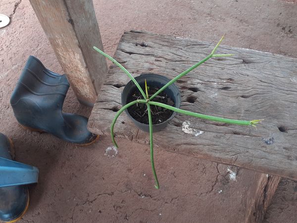 Identificação da planta Jarrinha por foto