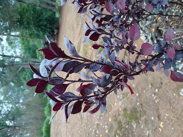 Identificação da planta Penicuíca por foto