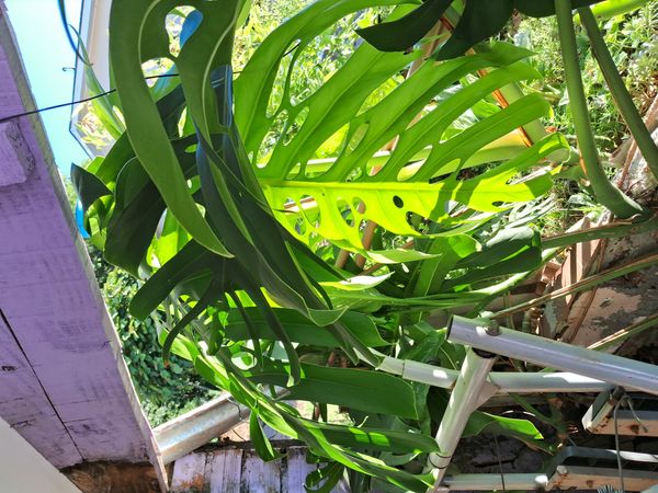 Identificação da planta Costela-de-adão por foto