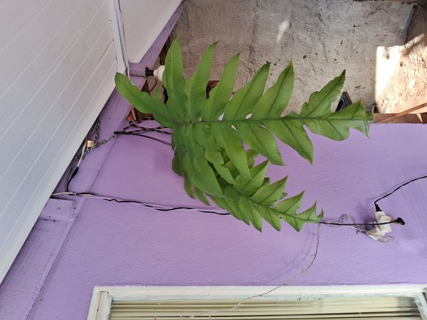 Identificação da planta Samambaia-açu por foto