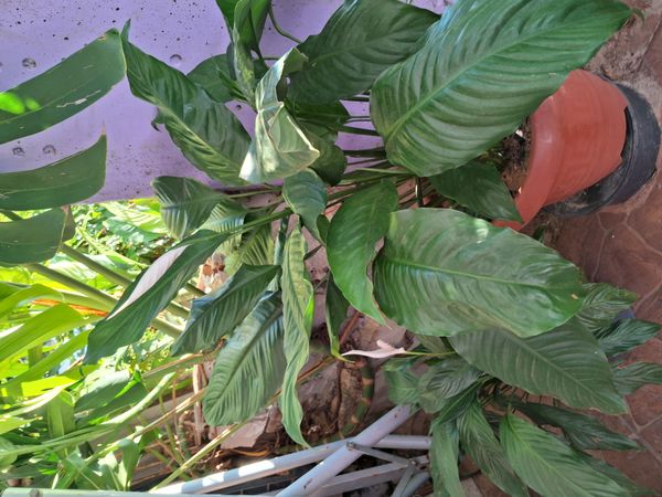 Identificação da planta Lírio da paz por foto