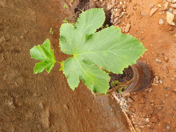 Identificação da planta Quiabo por foto