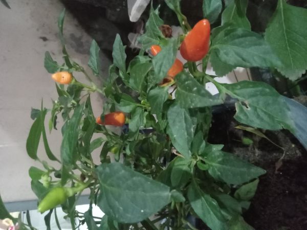 Identificação da planta Pimenta por foto