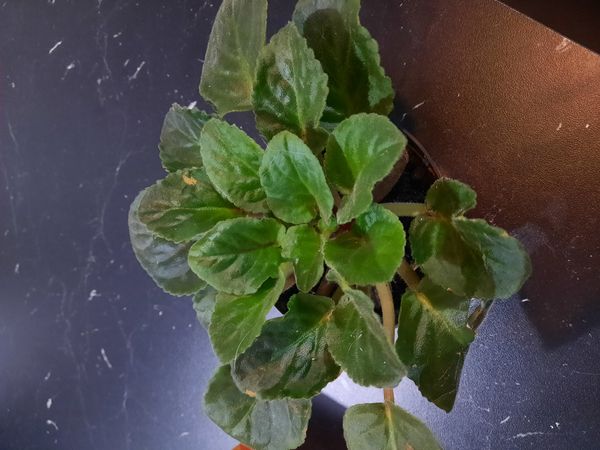 Identificação da planta Violeta por foto