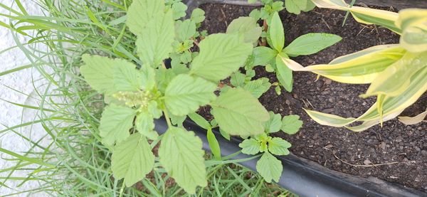 Identificação da planta Bredo por foto