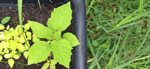 Identificação da planta Camapu por foto
