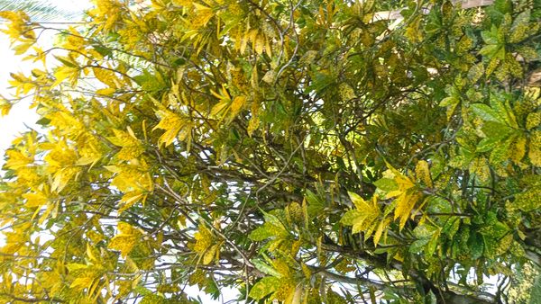 Identificação da planta Cróton por foto