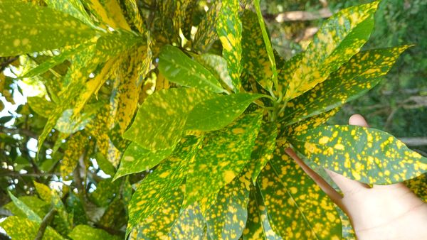 Identificação da planta Cróton por foto